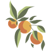 aesthetic fruit