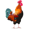 Rooster