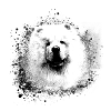 Chow Chow, hund, samojed, maleri, graffiti