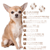CHIHUAHUA CHIEN