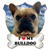 kærlighed bulldog