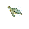 SHELL YEAH Turtle Shirt
