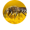 Honey Bee Bees Photography