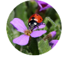 Ladybug Photography