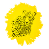 cheetah
