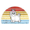 Shih Tzu -
