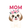 Shih Tzu -