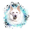 chien de berger blanc,husky,berger,peinture,bleu