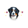 Berner Sennenhund Glitzer Dürrbächler Sennenhunde