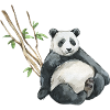 Panda Eucalyptus