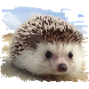 hedgehog