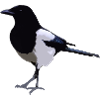 magpie