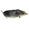 Mole
