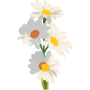 Strauß aus Gänseblümchen