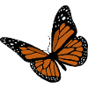 butterfly