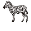 Zebra Stripe Animal Zebra