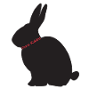 DareRabbit