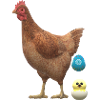 Chicken with chick