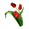 Elegant red tulips illustration