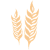 byg korn symbol hvede logo ikon vektor