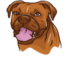Pitbull Bull chien chien