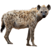 Hyena Africa Safari Animal Lover