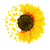 Sunflower with butterflies, sunflowers