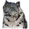 Snow leopard