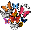 Butterflyes