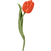 Vivid Red Tulip Illustration