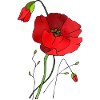 Fleurs