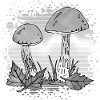 fungi