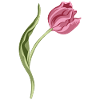 Elegant Pink Tulip Illustration