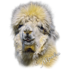 Alpaca - Tête d’Alpaca