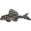 Zebra catfish (L46)