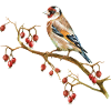 Bunte Vogel