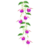 Fuchsia, fleurs