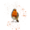 cute chirping robin Robin