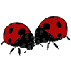 Marienkäfer Ladybug Lady Bug