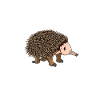 Echidna Ant Hedgehog Funny Hedgehog