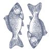 The symmetrical fish