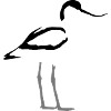 avocet