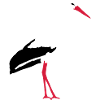 white stork