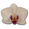 Orchids
