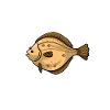 Flet poissons poissons poissons pêche