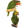 Amazon parrots
