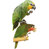 Parrots