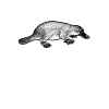 Platypus Australia