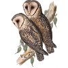 Owl Owl Couple Barn Owl