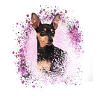 pinscher ,pinscher, rose,chien ,peinture